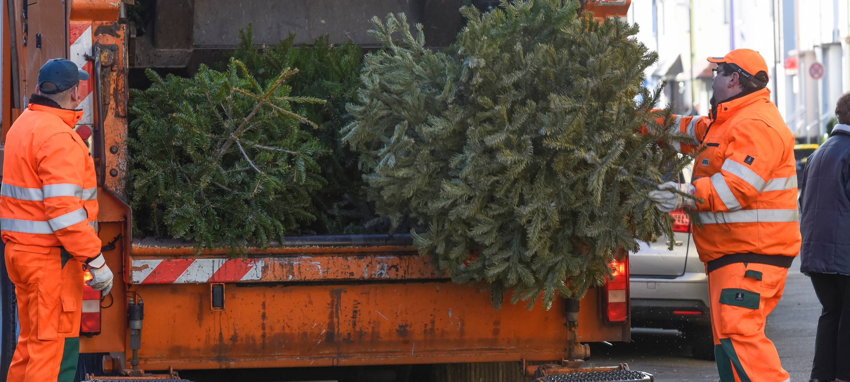 Etwas weniger Weihnachtsbäume