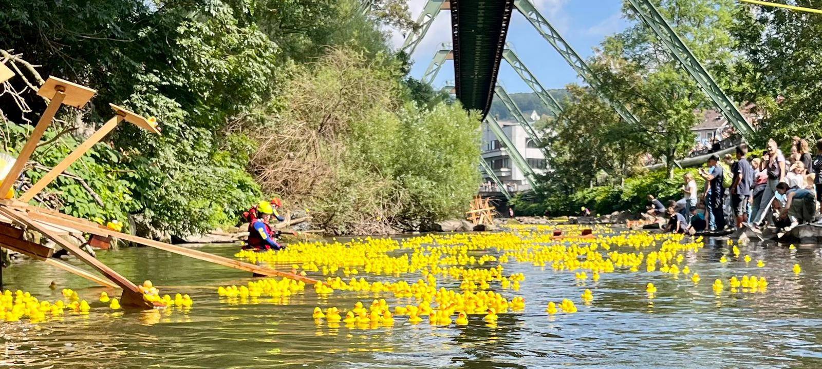 Entenrennen auf der Wupper: Verkauf startet