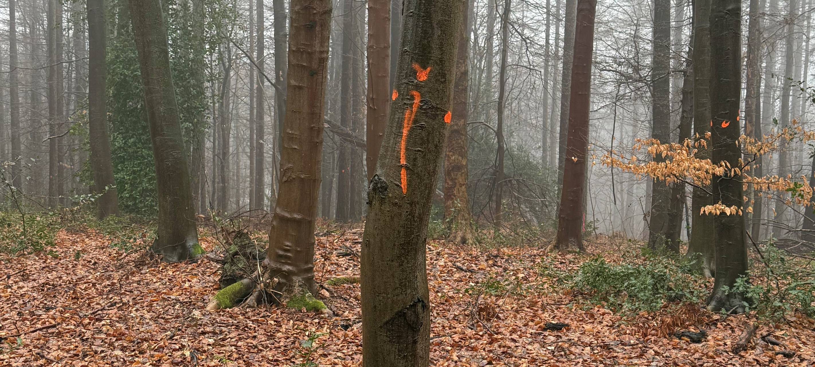 Protest gegen Baumfällungen