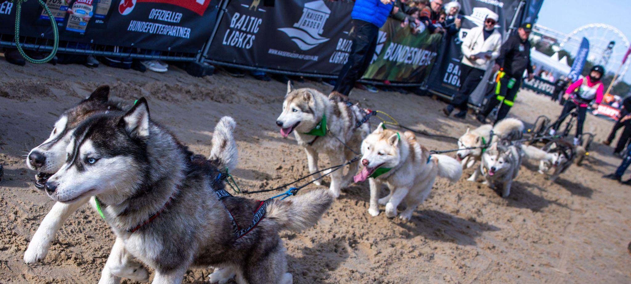 Charity-Schlittenhunde-Event "Baltic Lights"