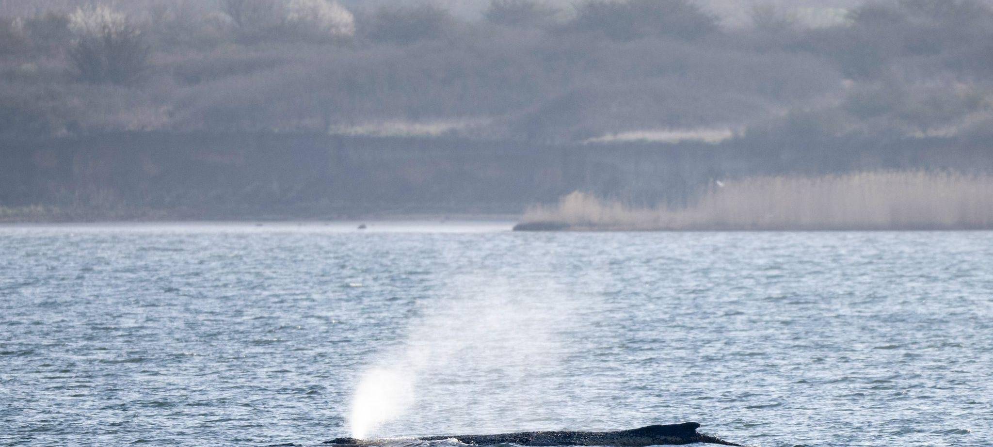 Buckelwal liegt weiterhin in Wismarer Bucht