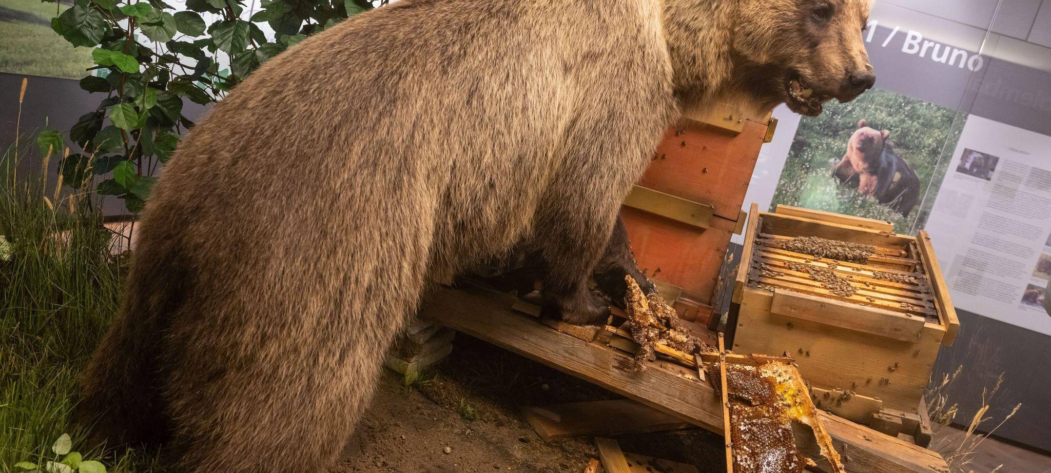 Ausgestopfter Bär im Naturkundemuseum