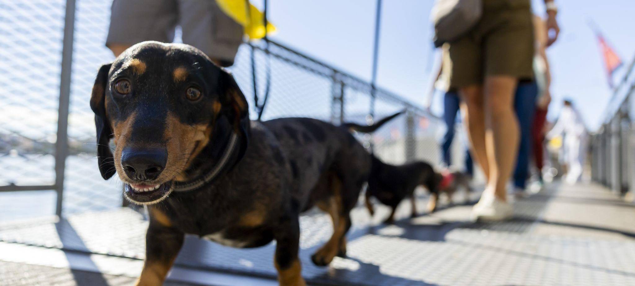 Hundepipi ade: In Chiasso muss mit Wasser nachgespült werden