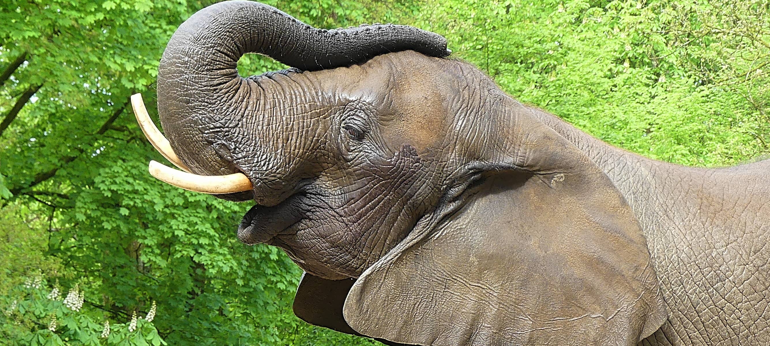 Elefantentag im Wuppertaler Zoo